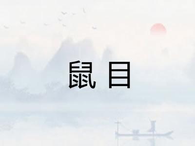 鼠目