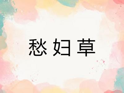 愁妇草