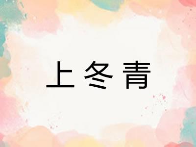 上冬青