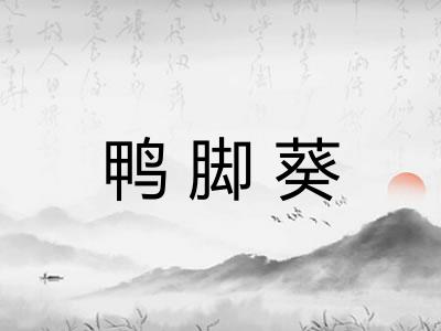 鸭脚葵