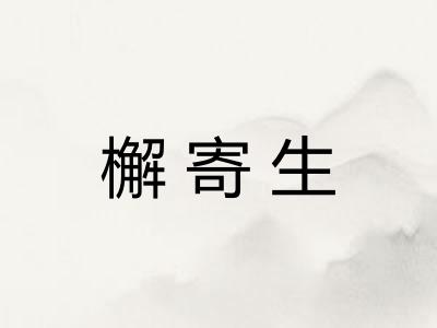 檞寄生