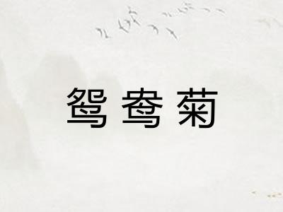 鸳鸯菊