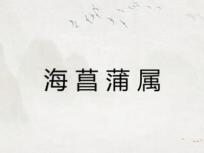 海菖蒲属
