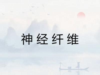 神经纤维