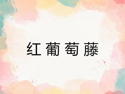 红葡萄藤
